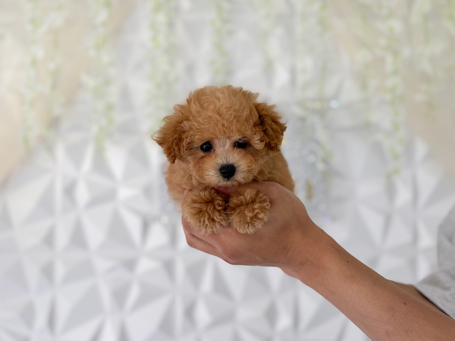 □Neneさま専用愛犬ちゃんティーカッププードルちゃんオーダー □Neneさま専用愛犬ちゃんティーカッププードルちゃんオーダー
