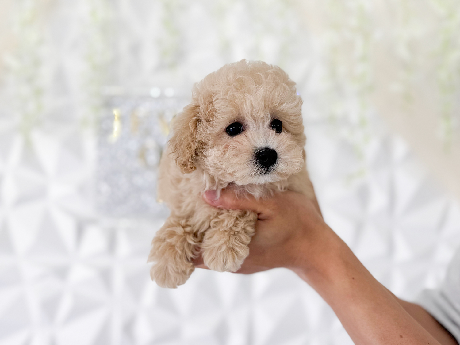 □Neneさま専用愛犬ちゃんティーカッププードルちゃんオーダー □Neneさま専用愛犬ちゃんティーカッププードルちゃんオーダー